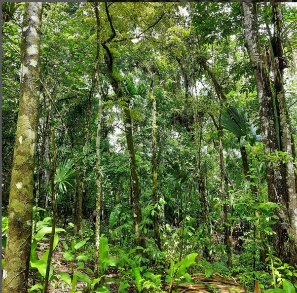 fores-notebooks-mamoral